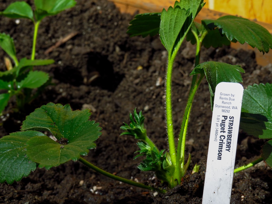 Photo Strawberries, mint leaves